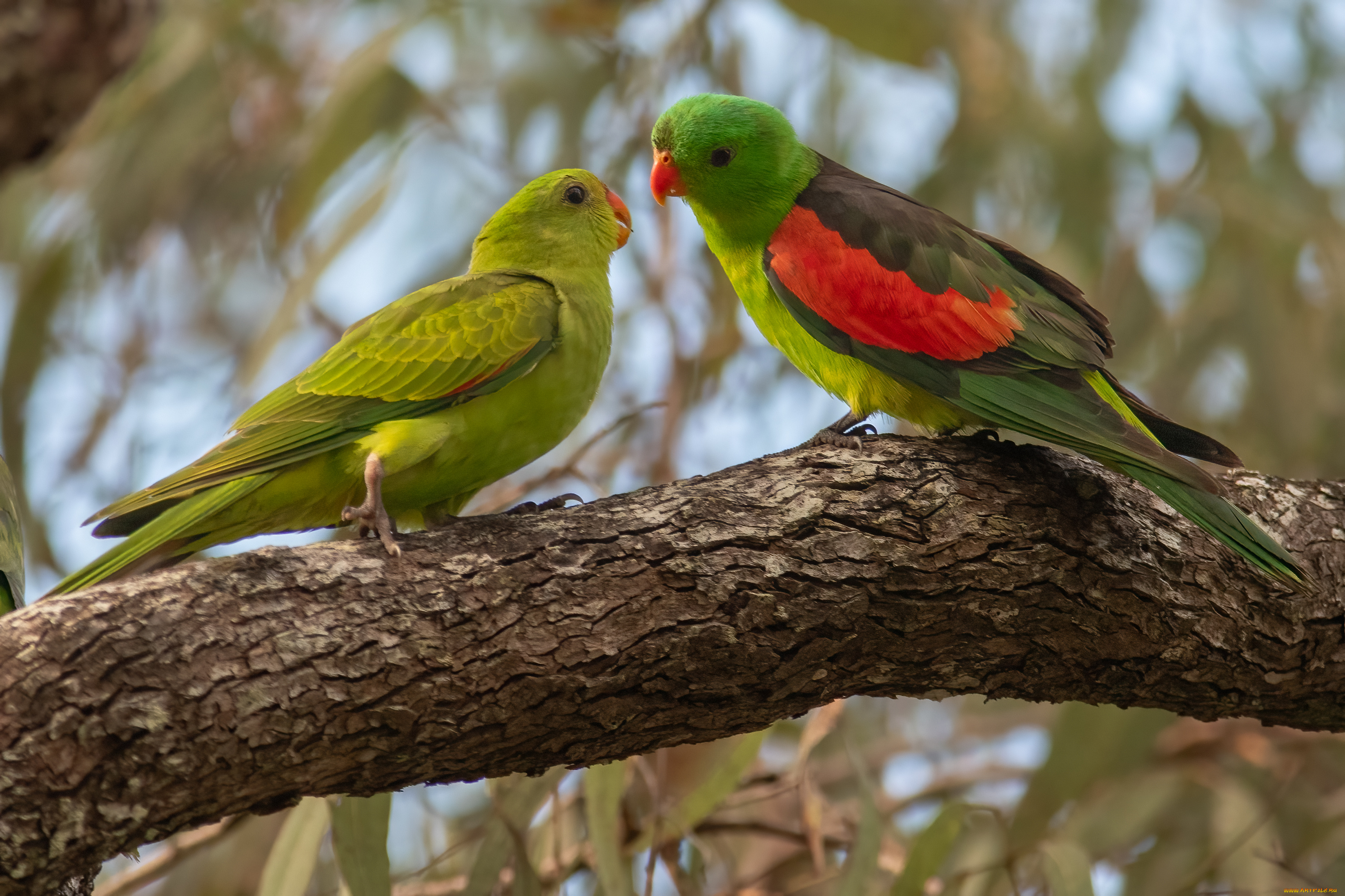 животные, попугаи