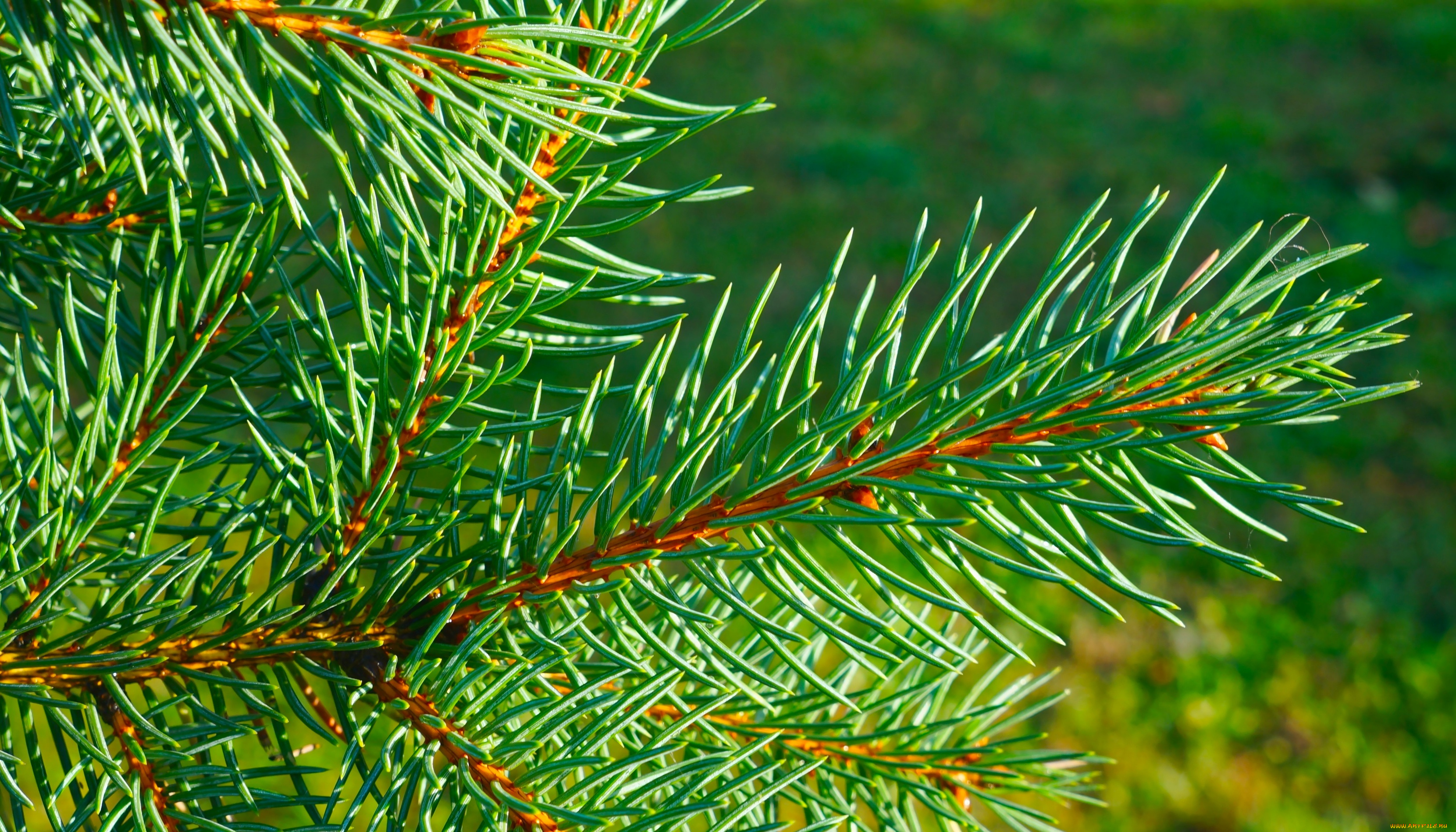 природа, деревья, green, tree, spruce, twig