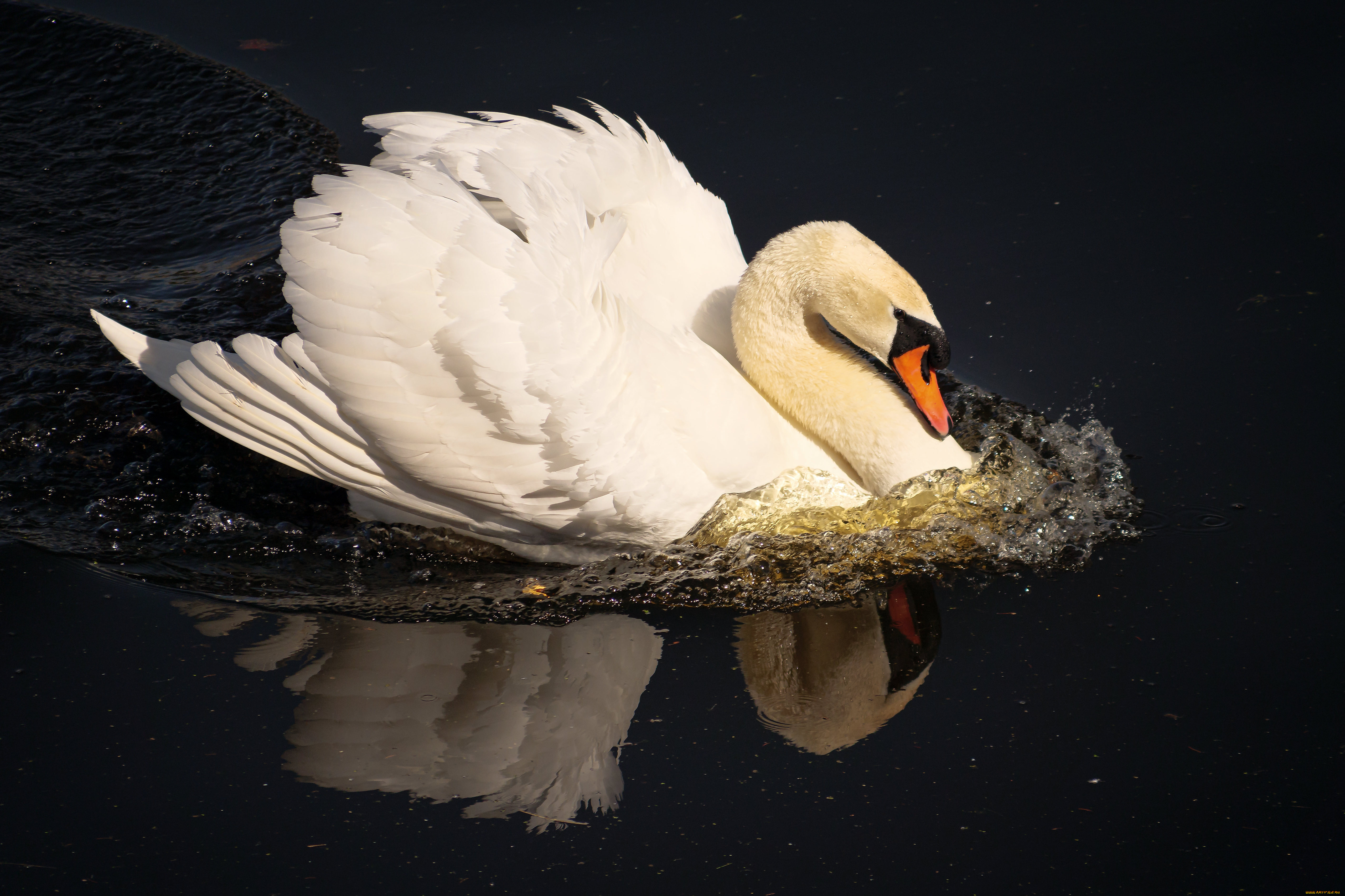 животные, лебеди, лебедь