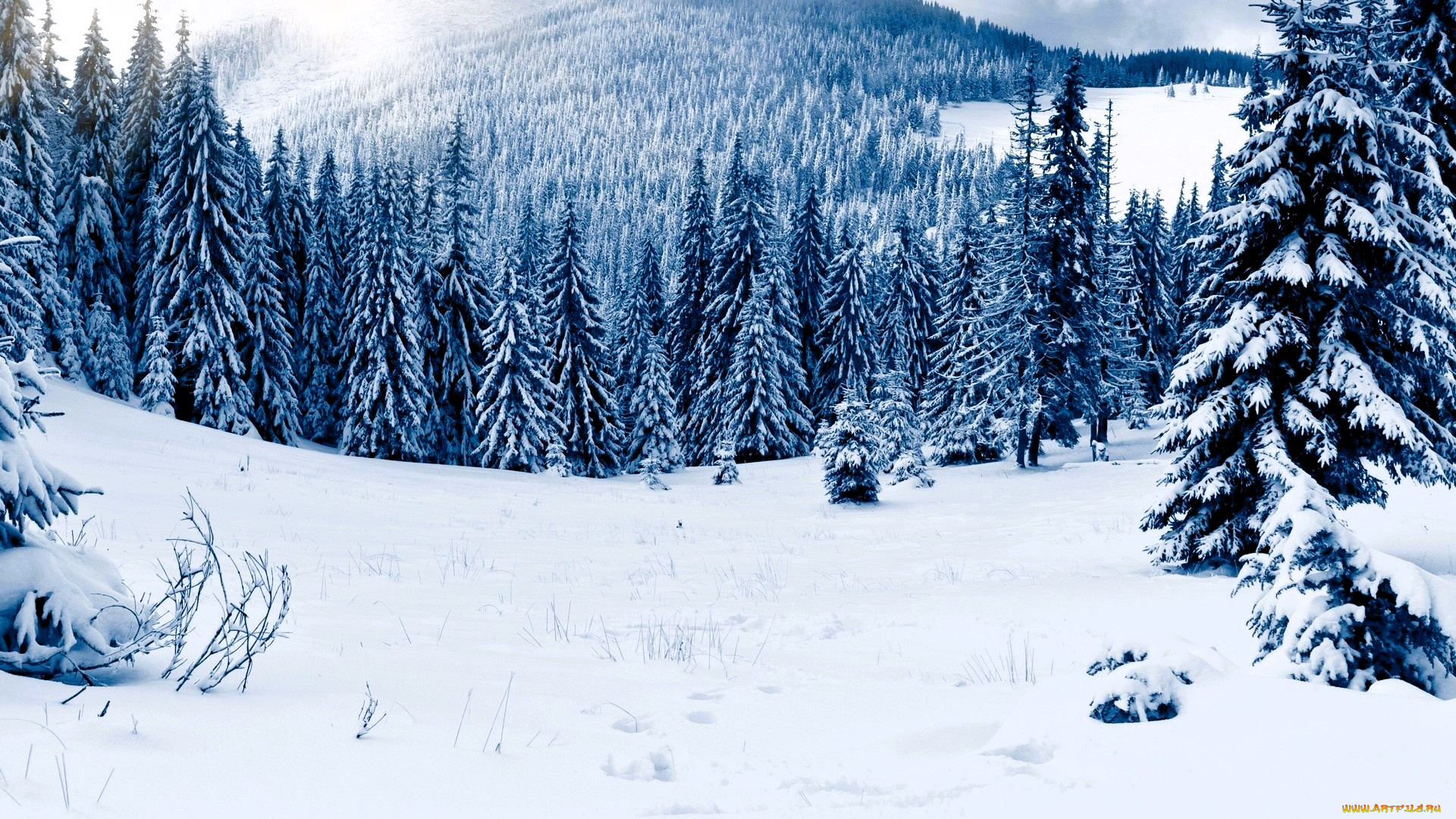 природа, горы, лес, снег, зима