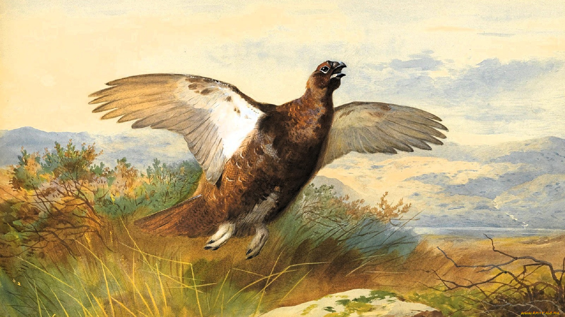 рисованное, archibald, thorburn, тетерев, трава, полет