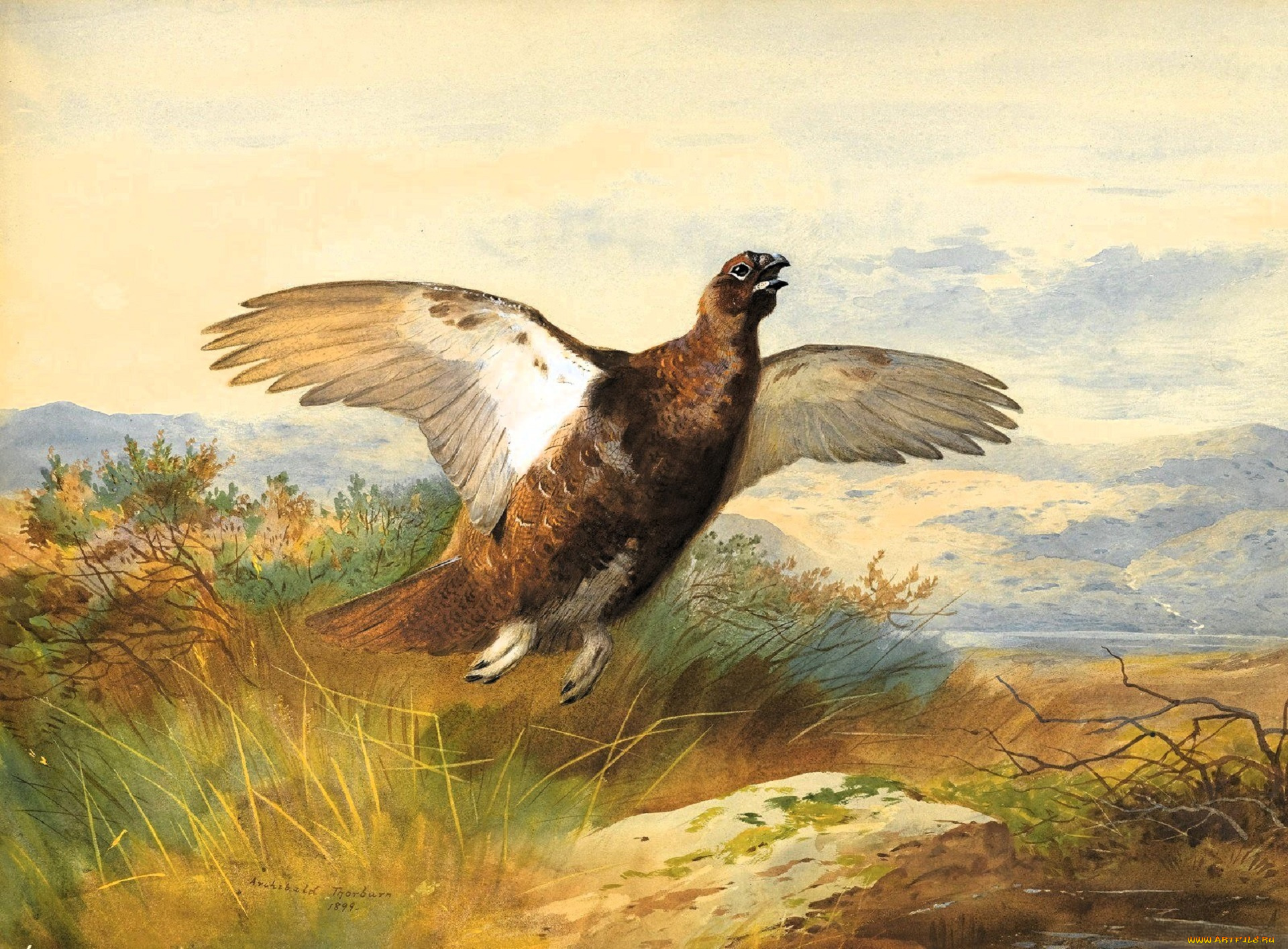 рисованное, archibald, thorburn, тетерев, трава, полет