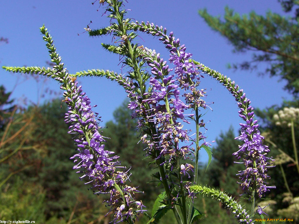 летние, этюды, цветы, луговые, полевые