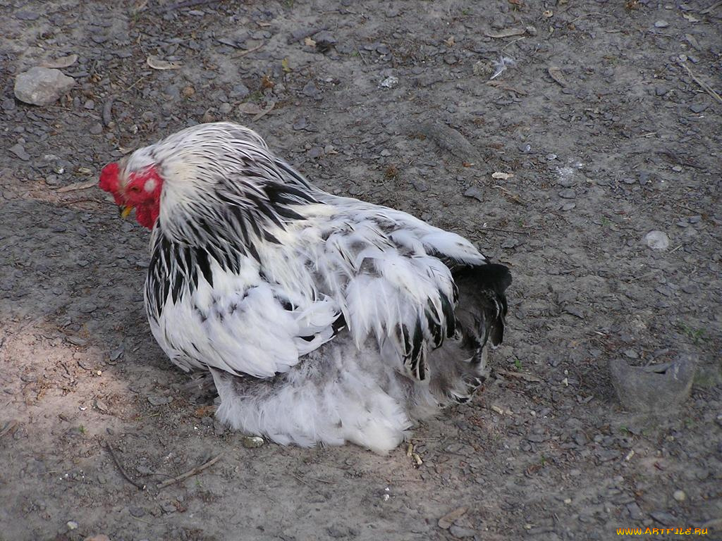 животные, куры, петухи