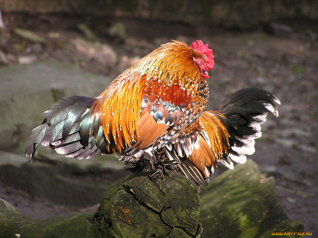животные, куры, петухи