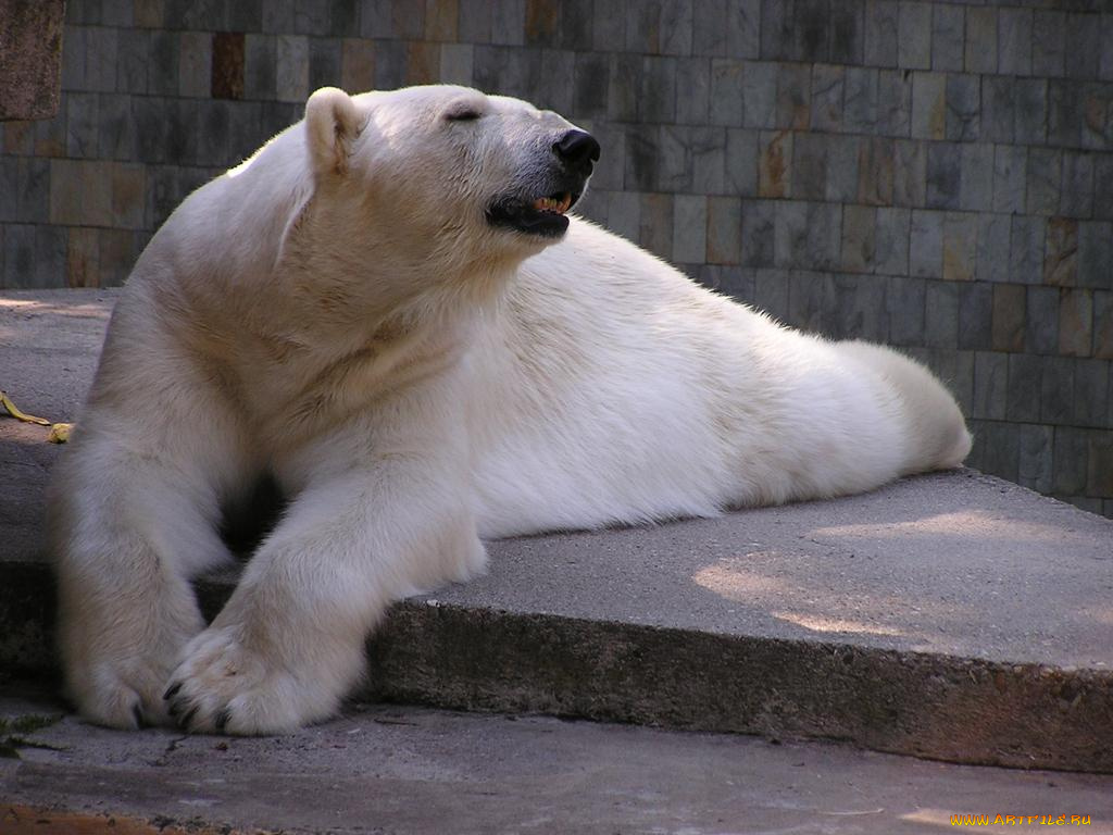 животные, медведи