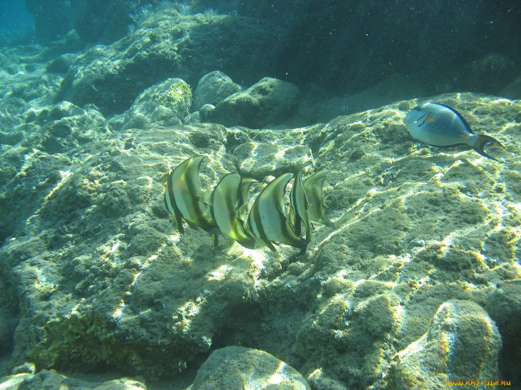 животные, рыбы