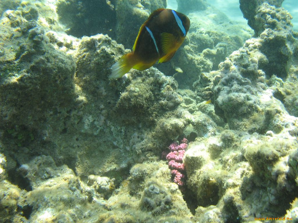 животные, рыбы