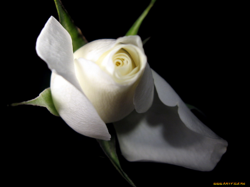 цветы, розы