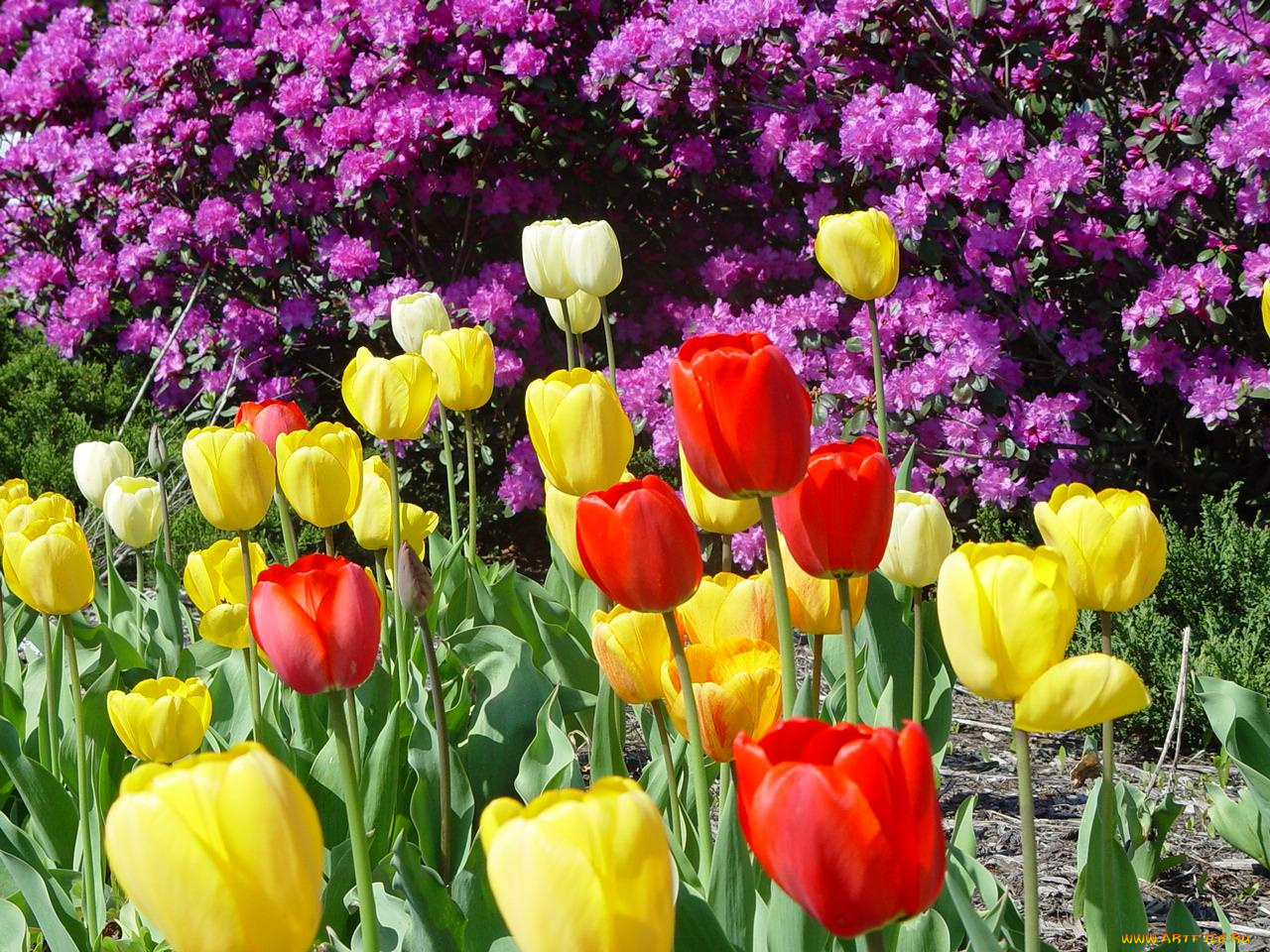 цветы, разные, вместе