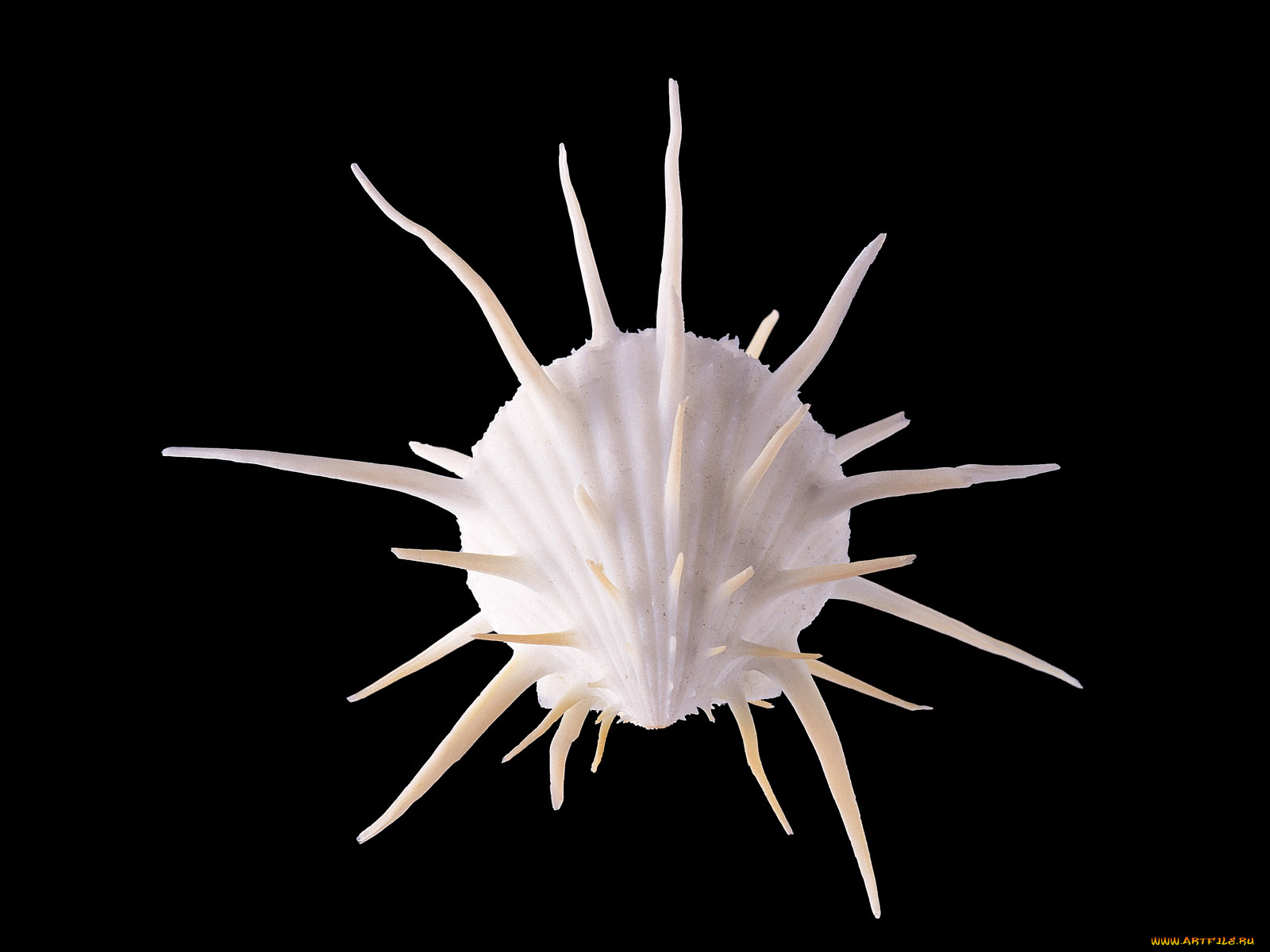 разное, ракушки, кораллы, декоративные, spa, камни