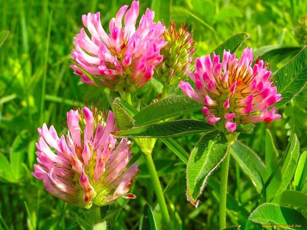 цветы, луговые, полевые