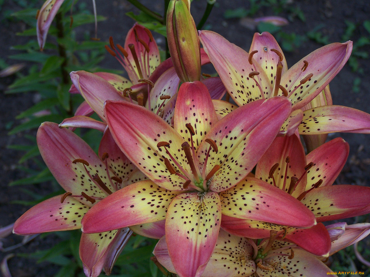 цветы, лилии, лилейники