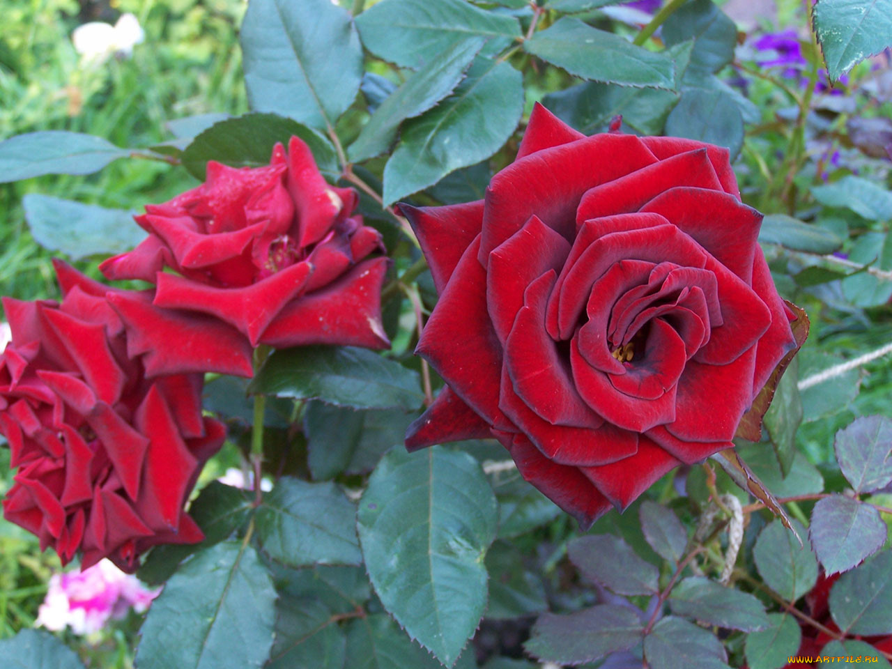 цветы, розы