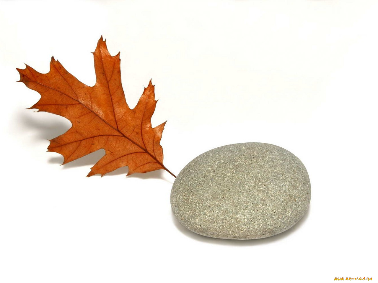 разное, ракушки, кораллы, декоративные, spa, камни