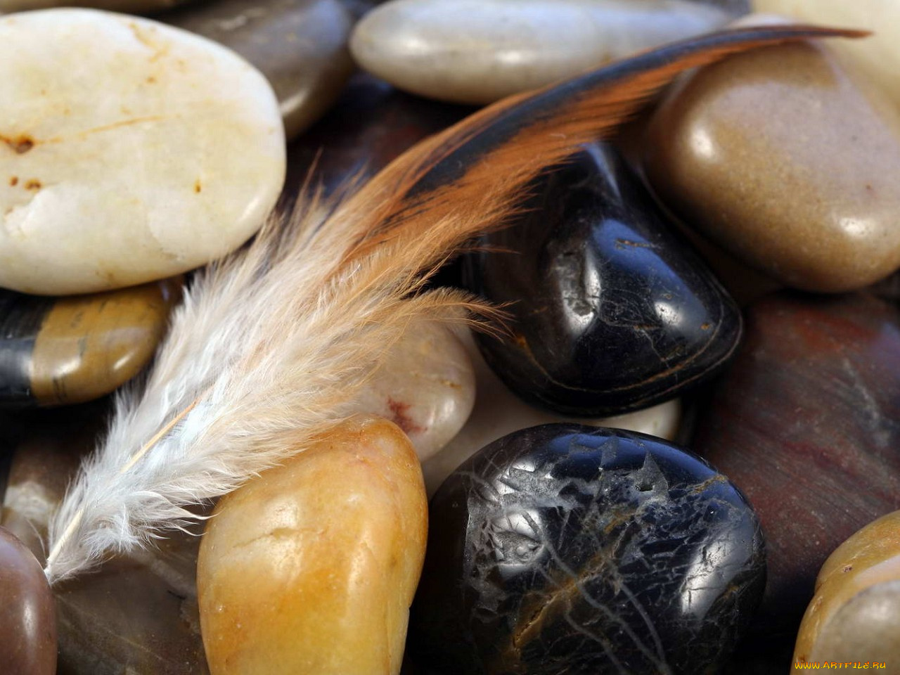 разное, ракушки, кораллы, декоративные, spa, камни