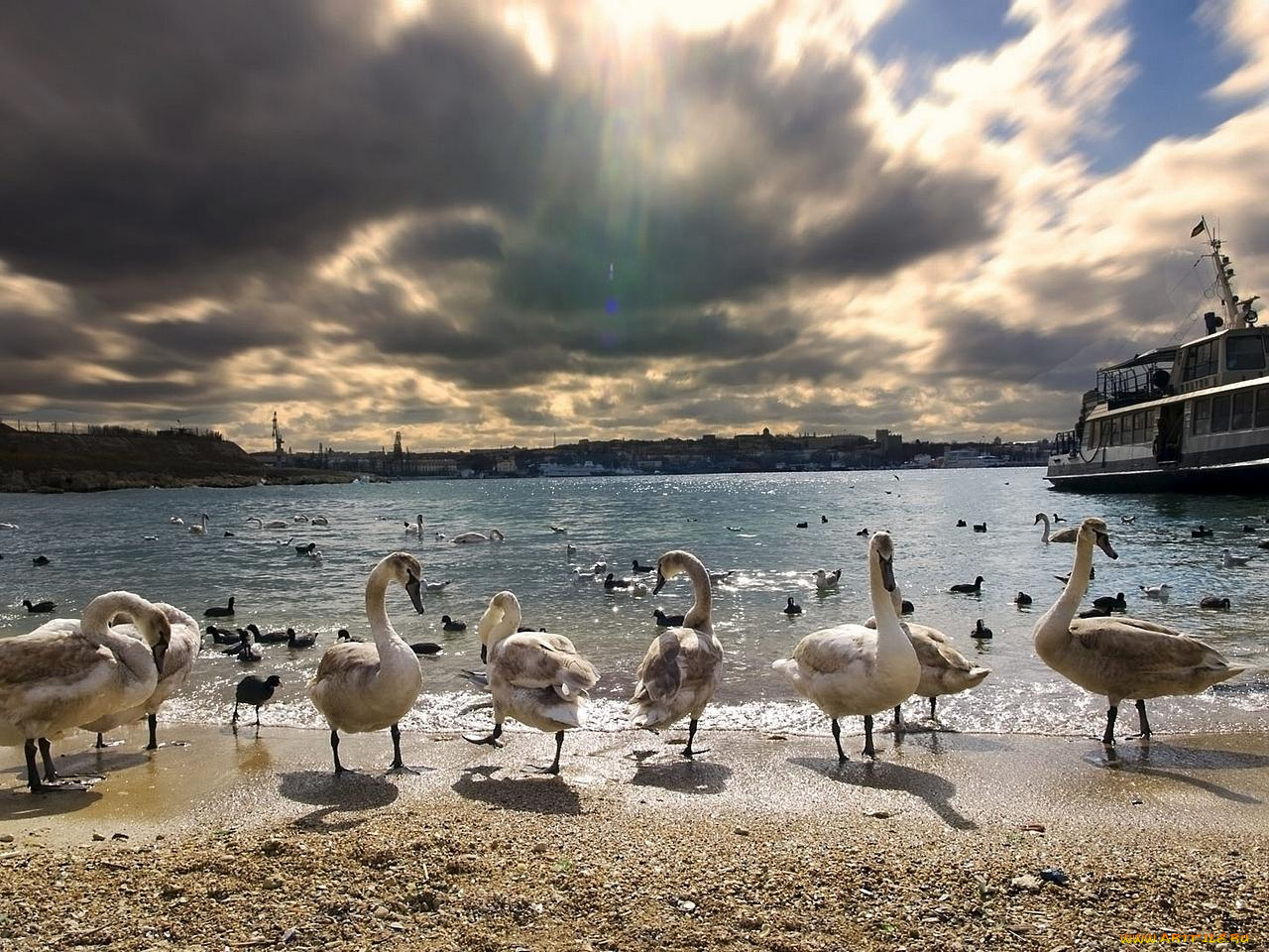 животные, лебеди