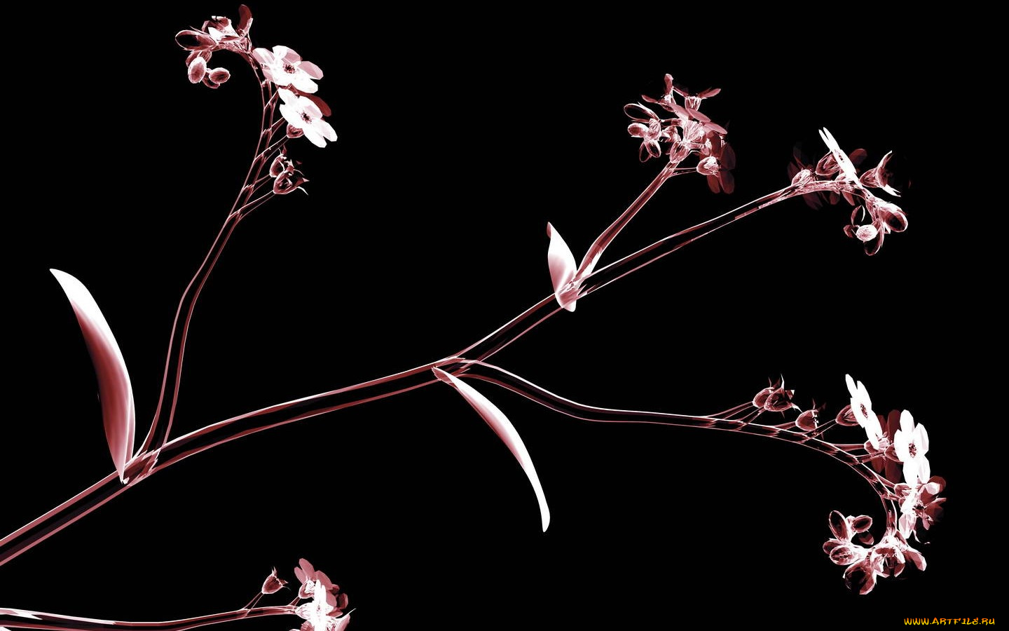 3д, графика, flowers, цветы