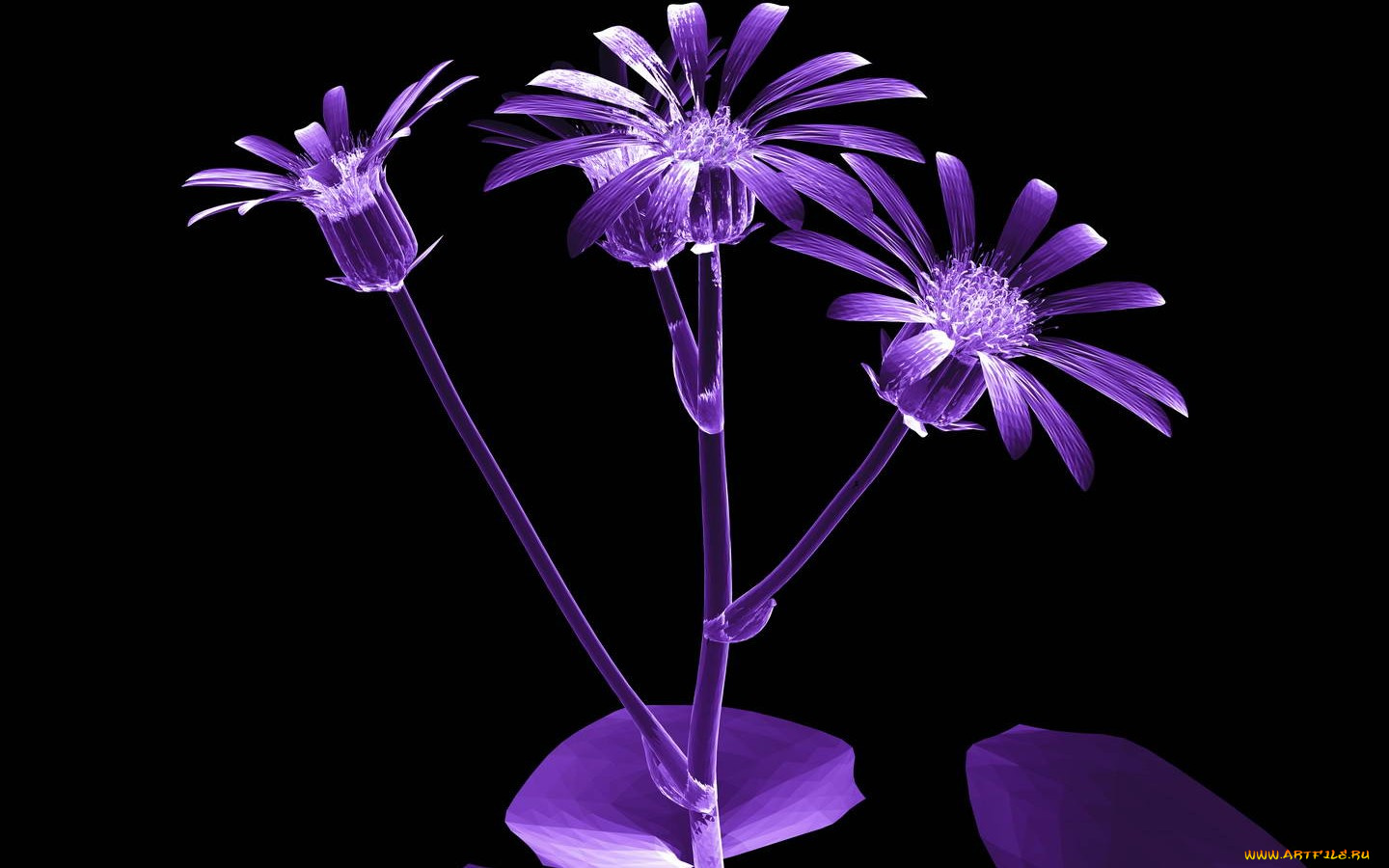 3д, графика, flowers, цветы