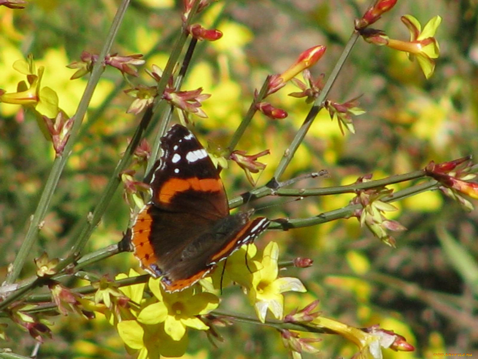 животные, бабочки