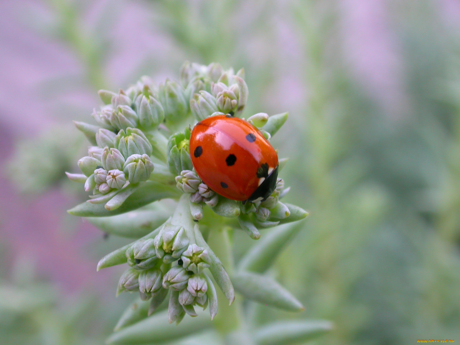 животные, божьи, коровки