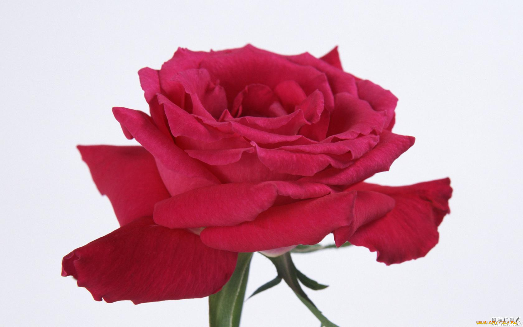 цветы, розы