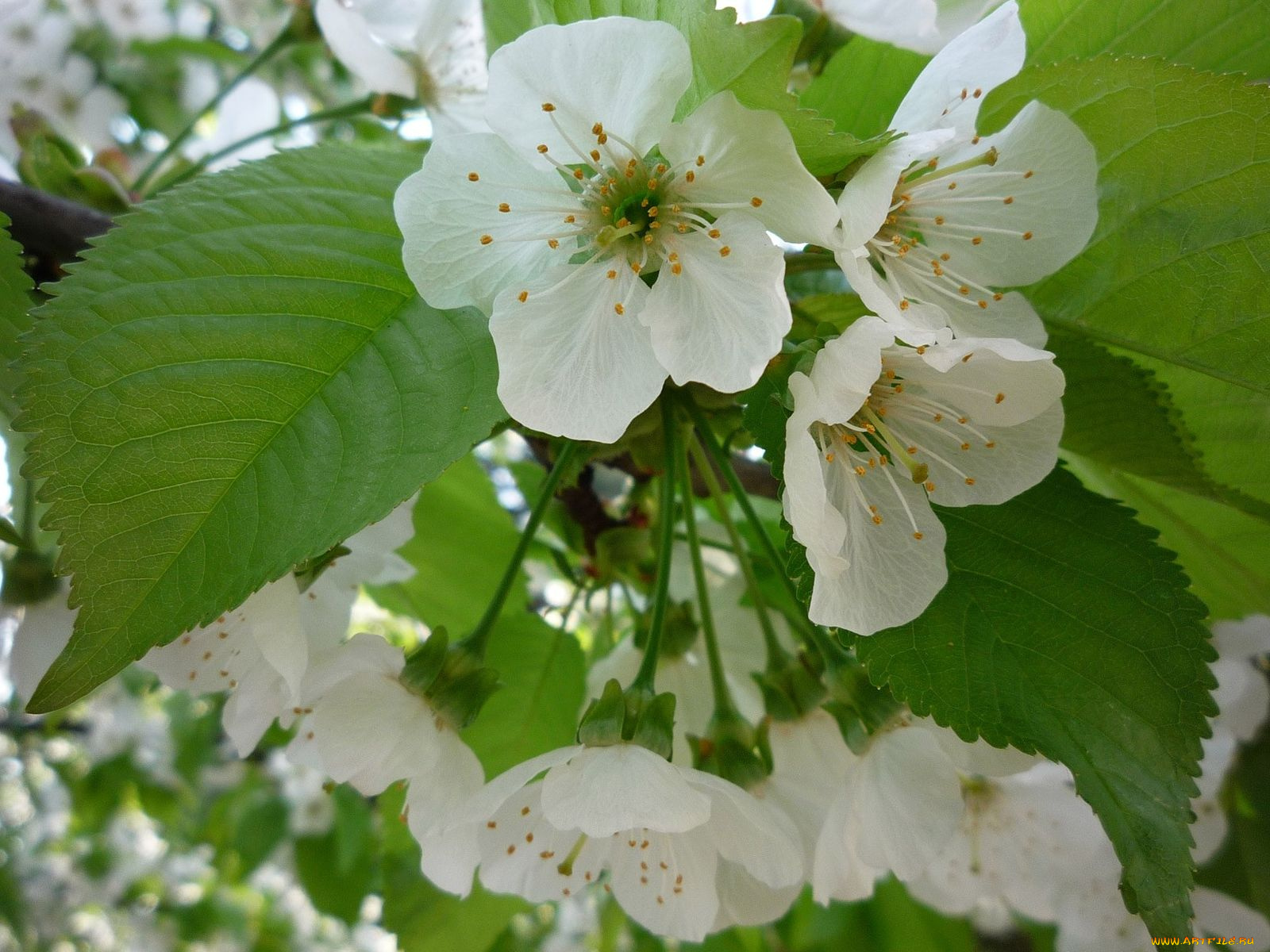 цветы, цветущие, деревья, кустарники