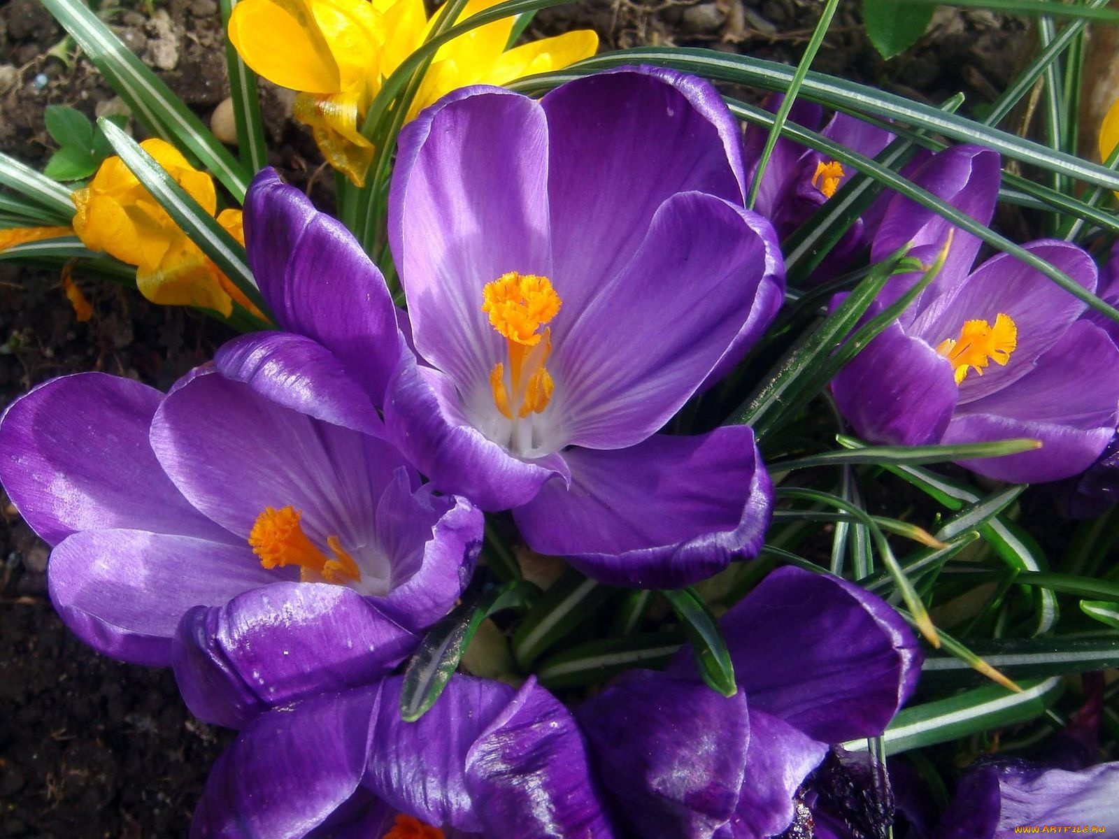 цветы, крокусы