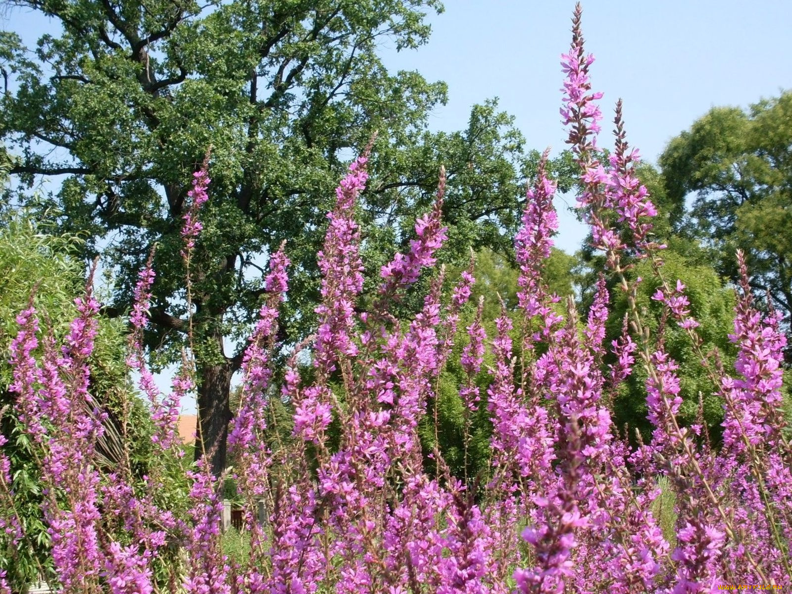 цветы, луговые, полевые