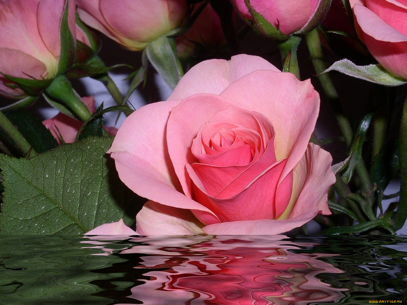 цветы, розы