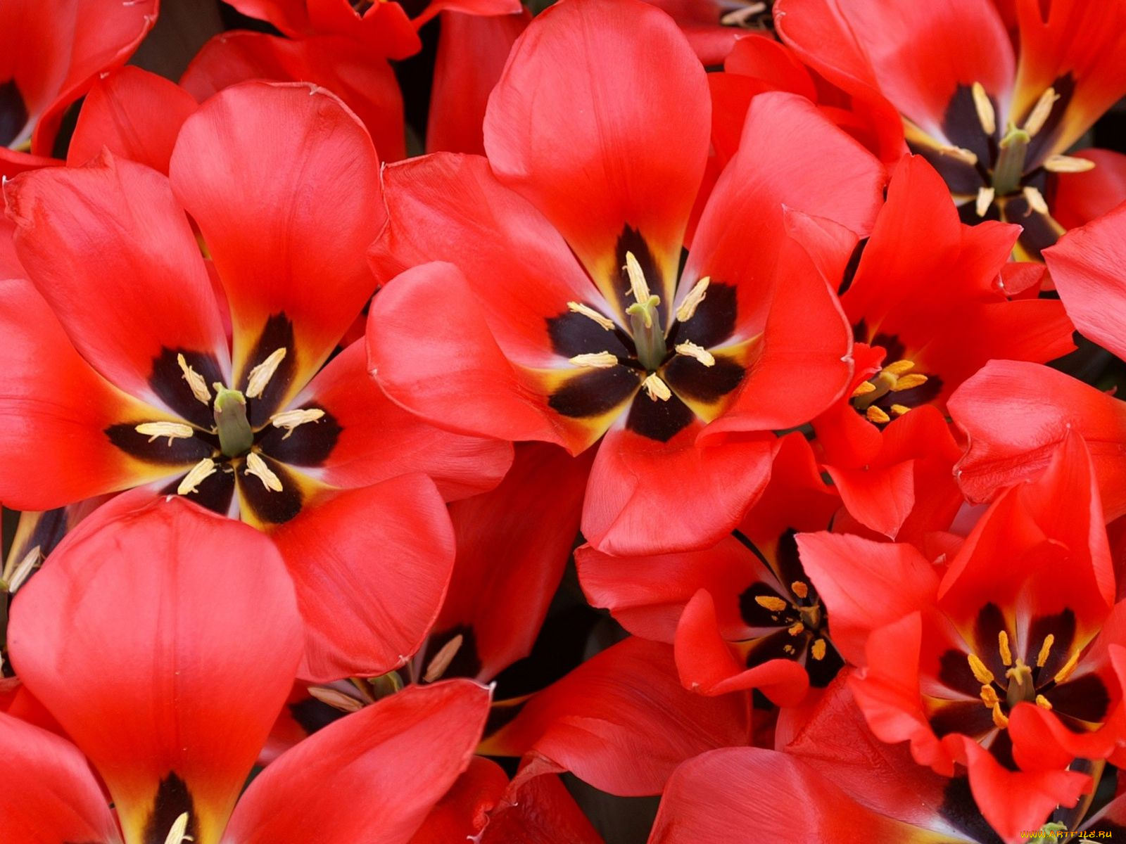 цветы, тюльпаны