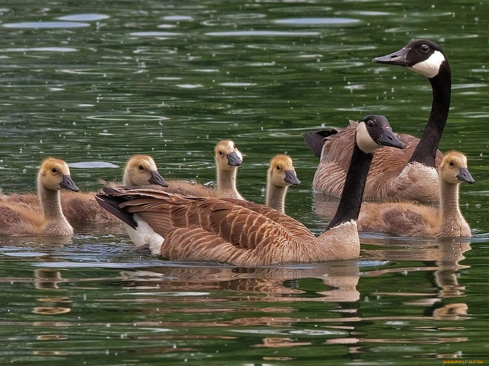 животные, гуси