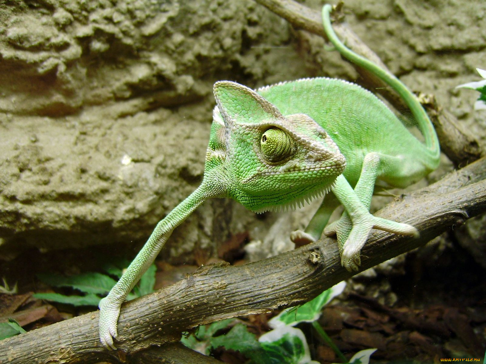 животные, хамелеоны