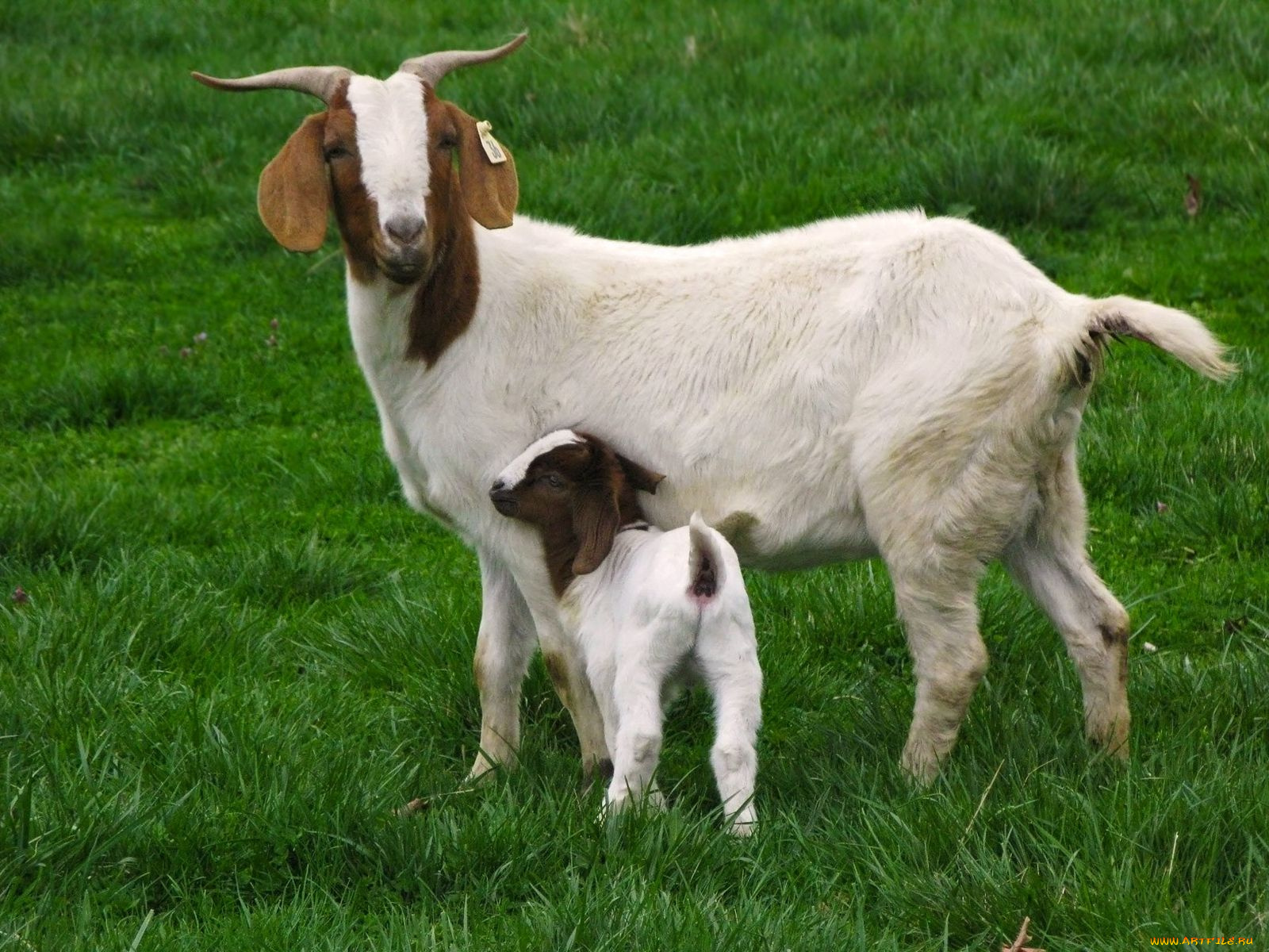 животные, козы