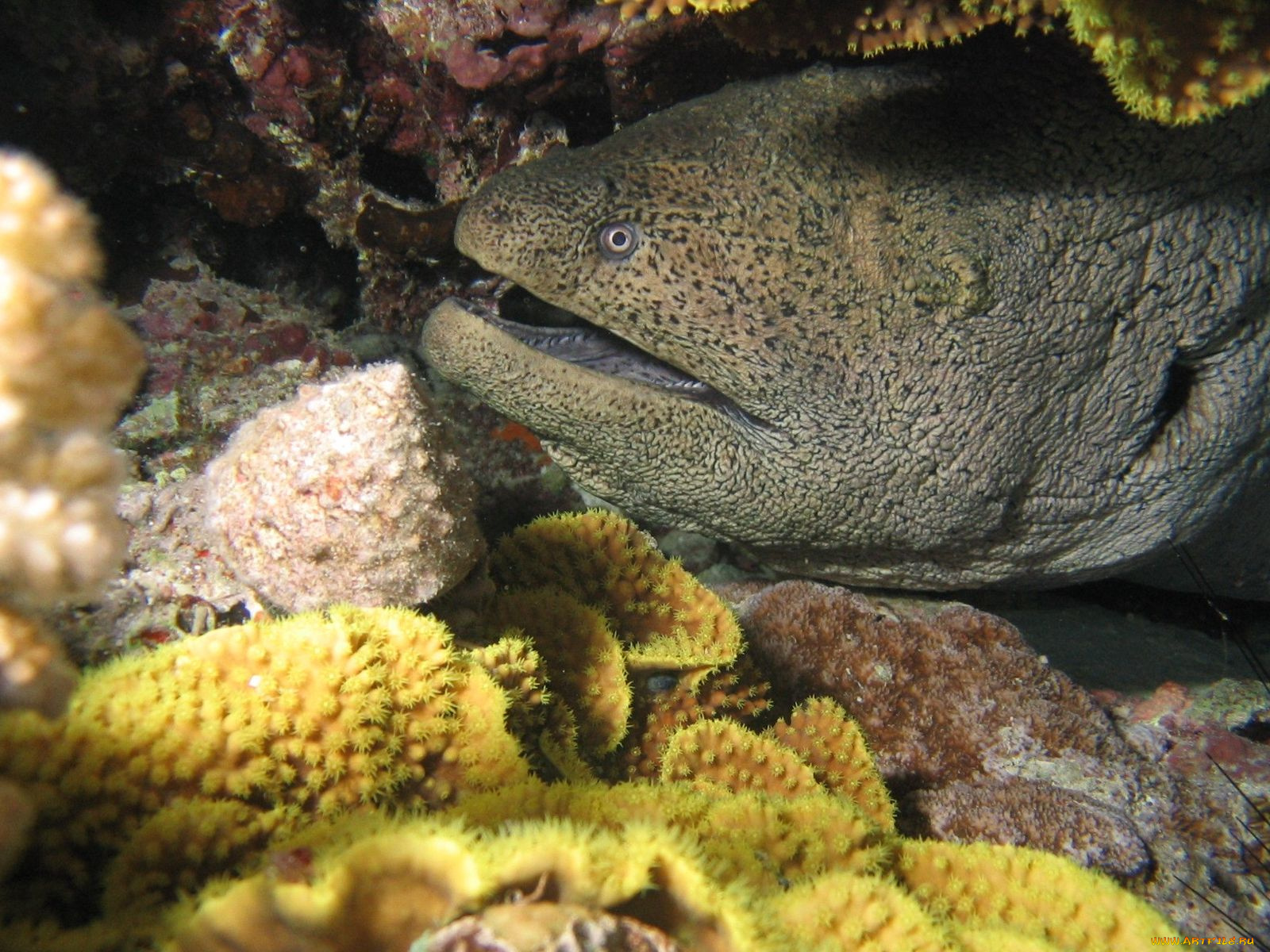 животные, мурены