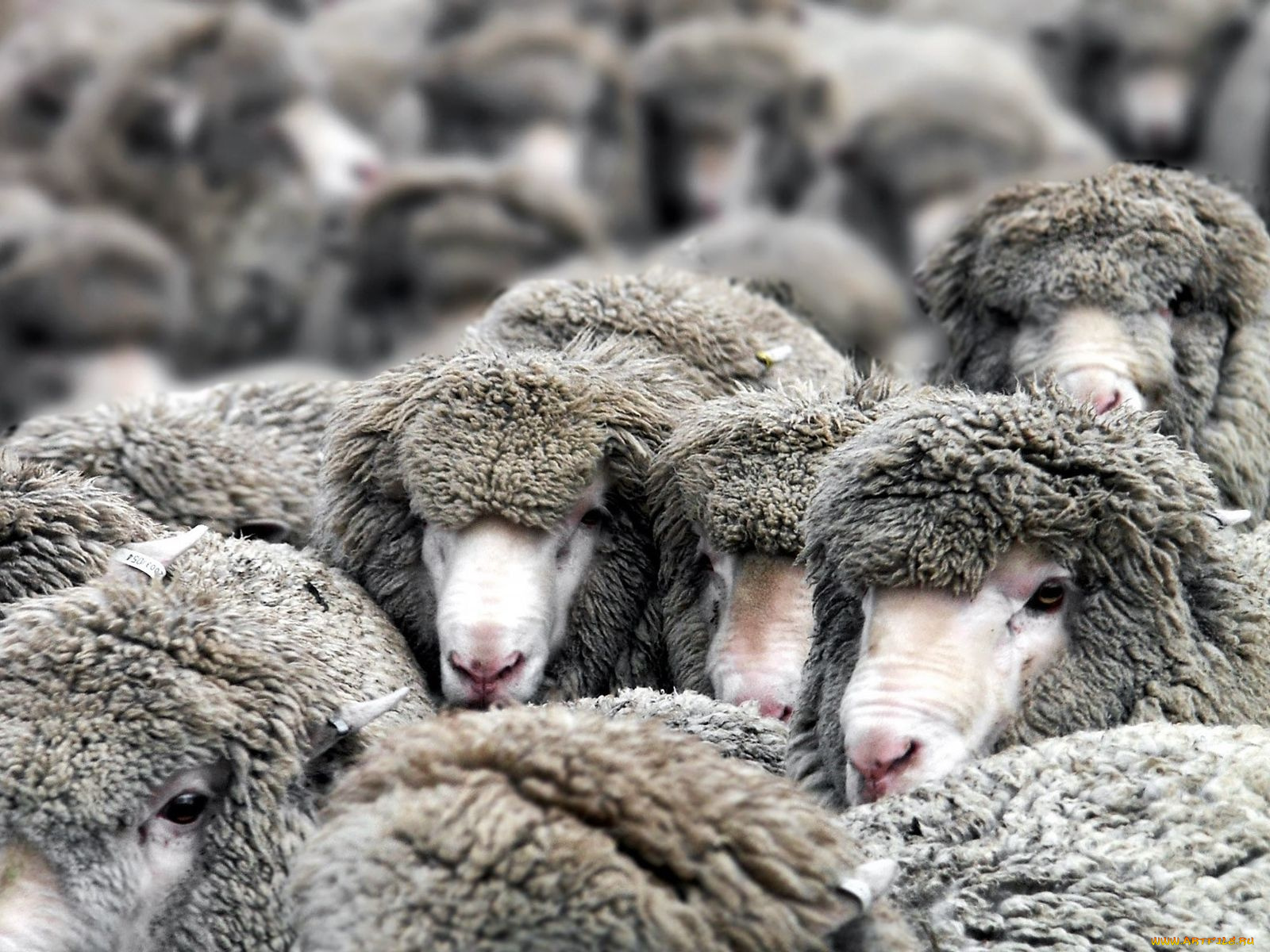 животные, овцы, бараны