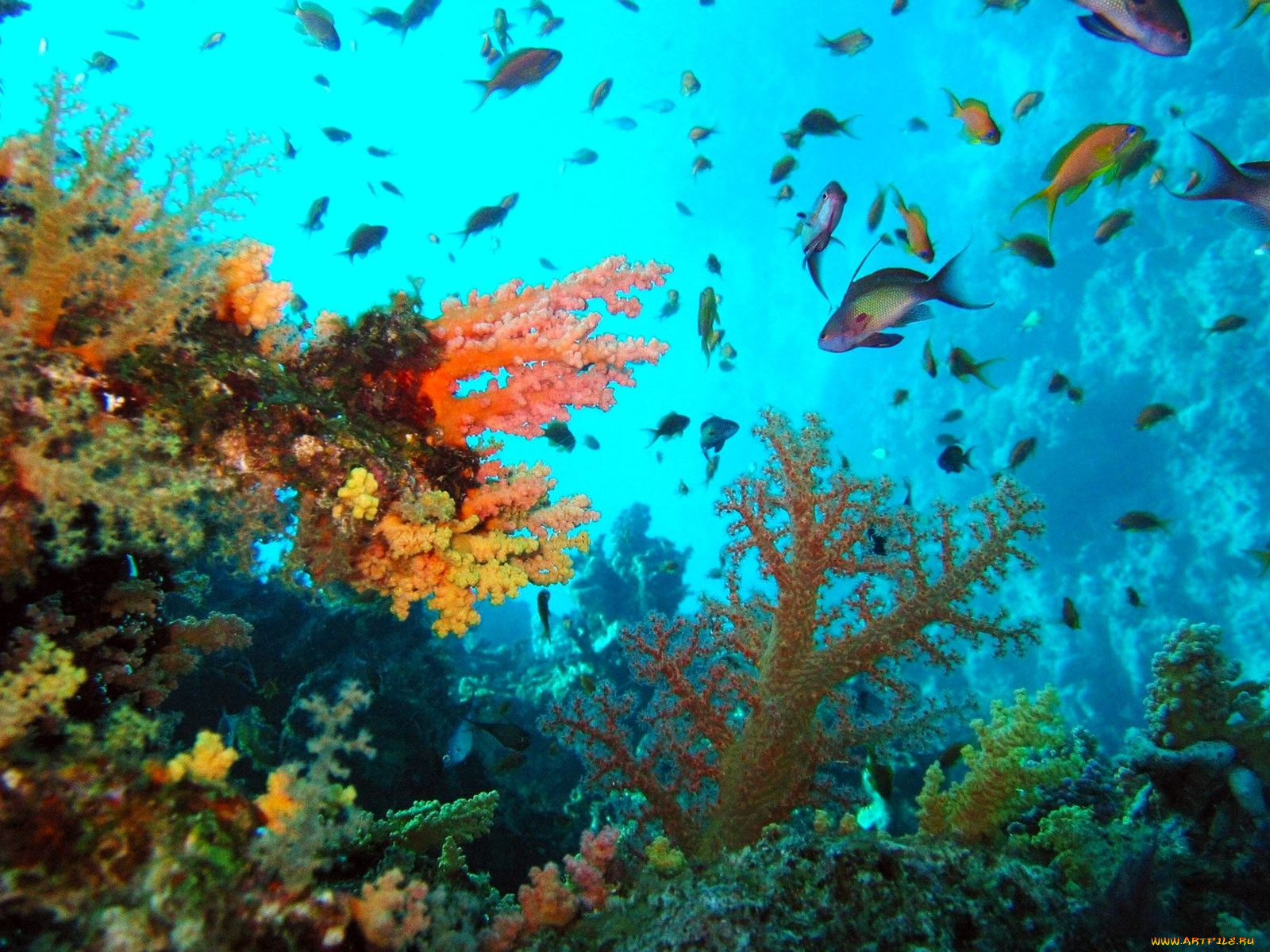 животные, рыбы