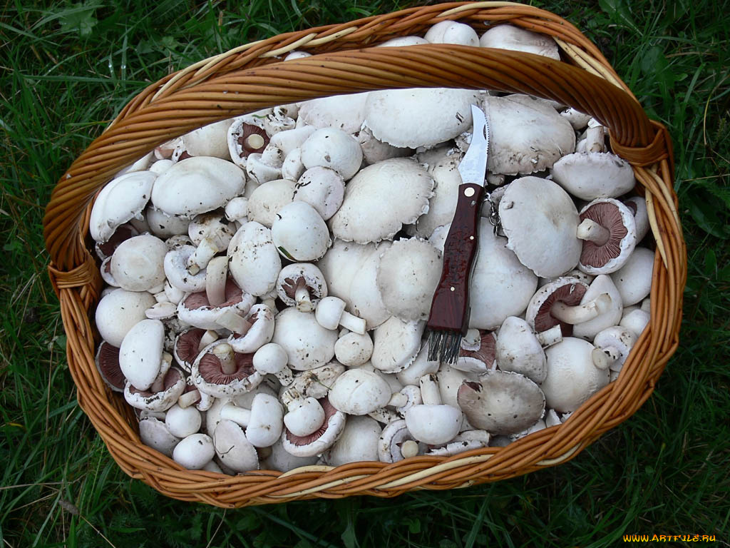 еда, грибы, грибные, блюда