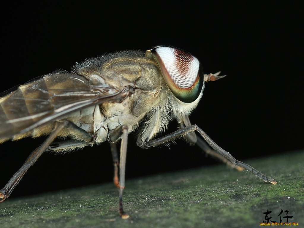 животные, насекомые