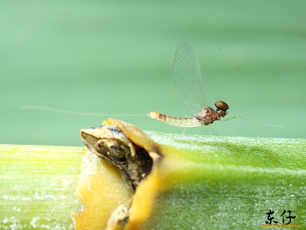 животные, стрекозы