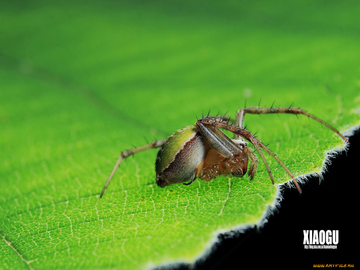 животные, пауки