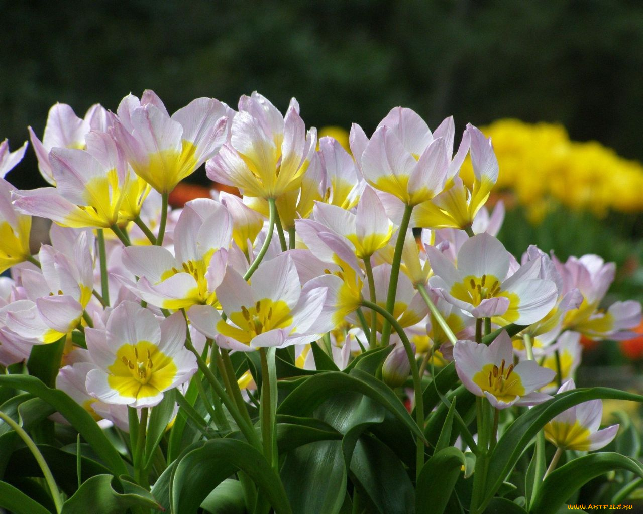 цветы, тюльпаны