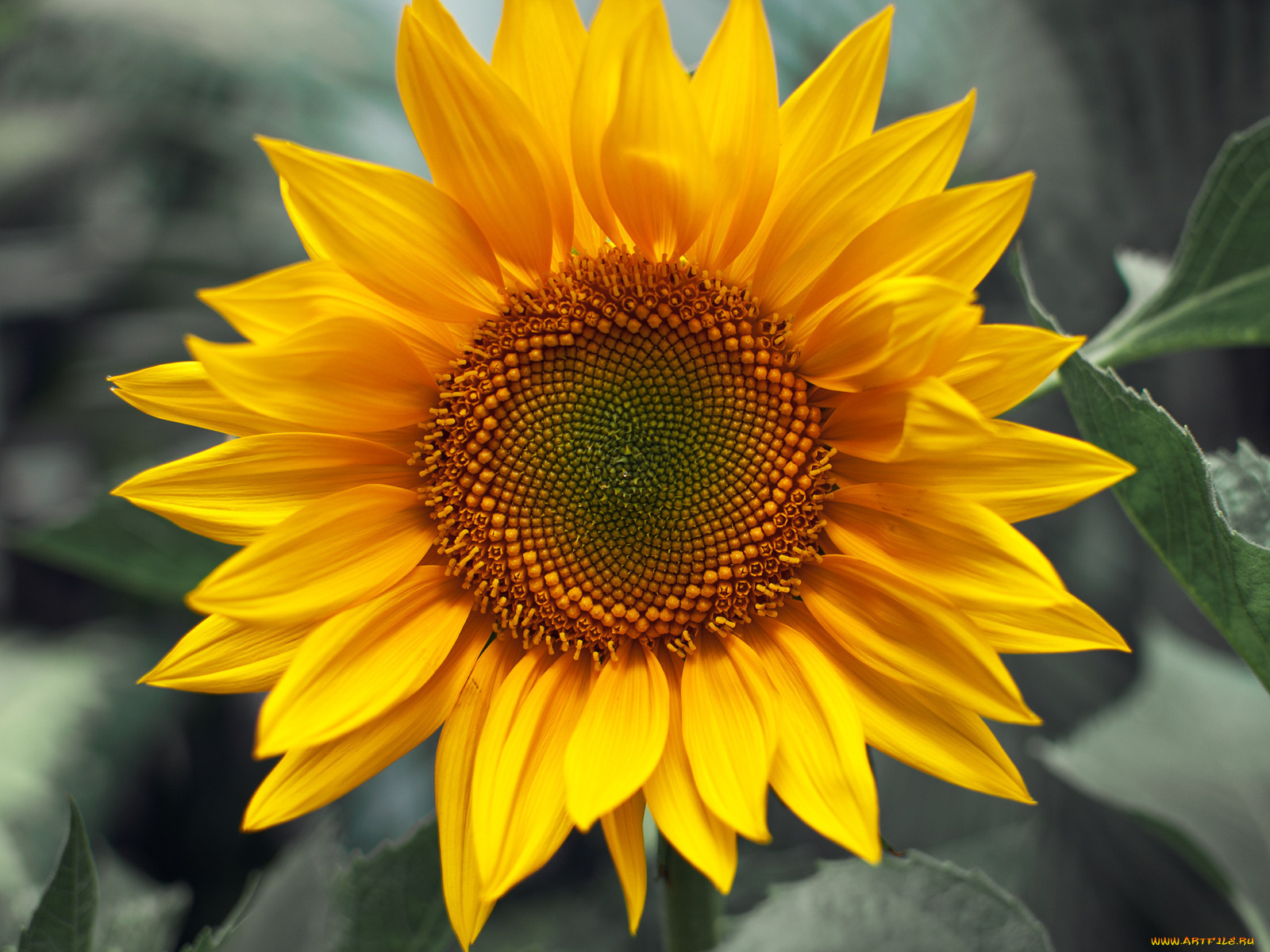 цветы, подсолнухи