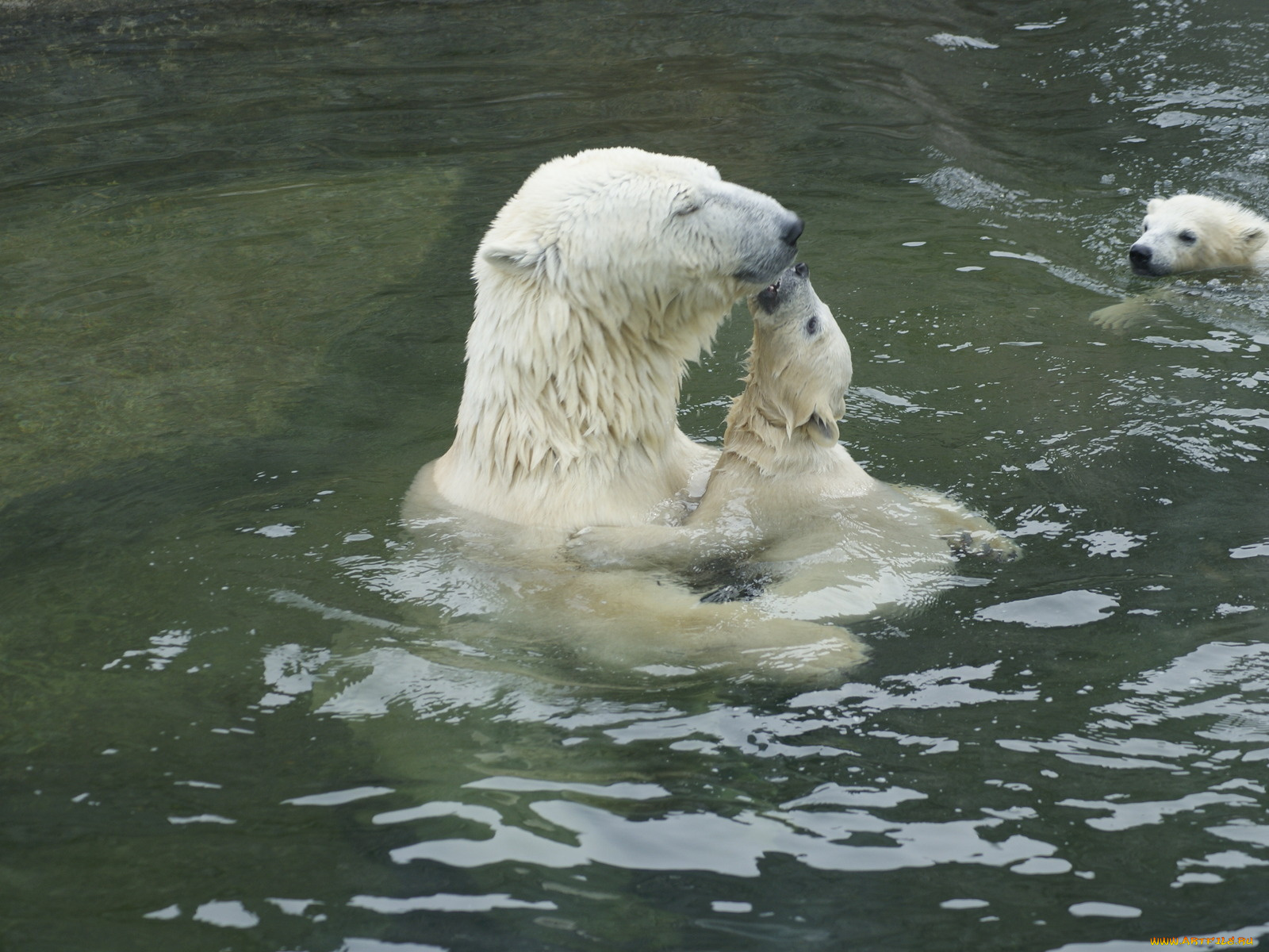 животные, медведи