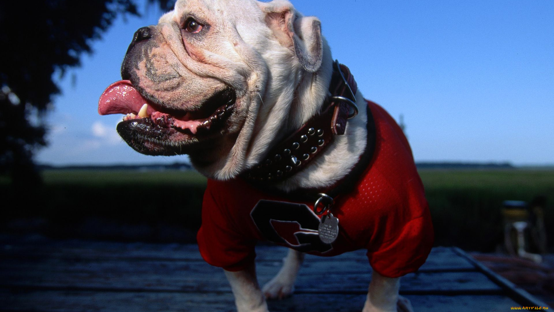 животные, собаки