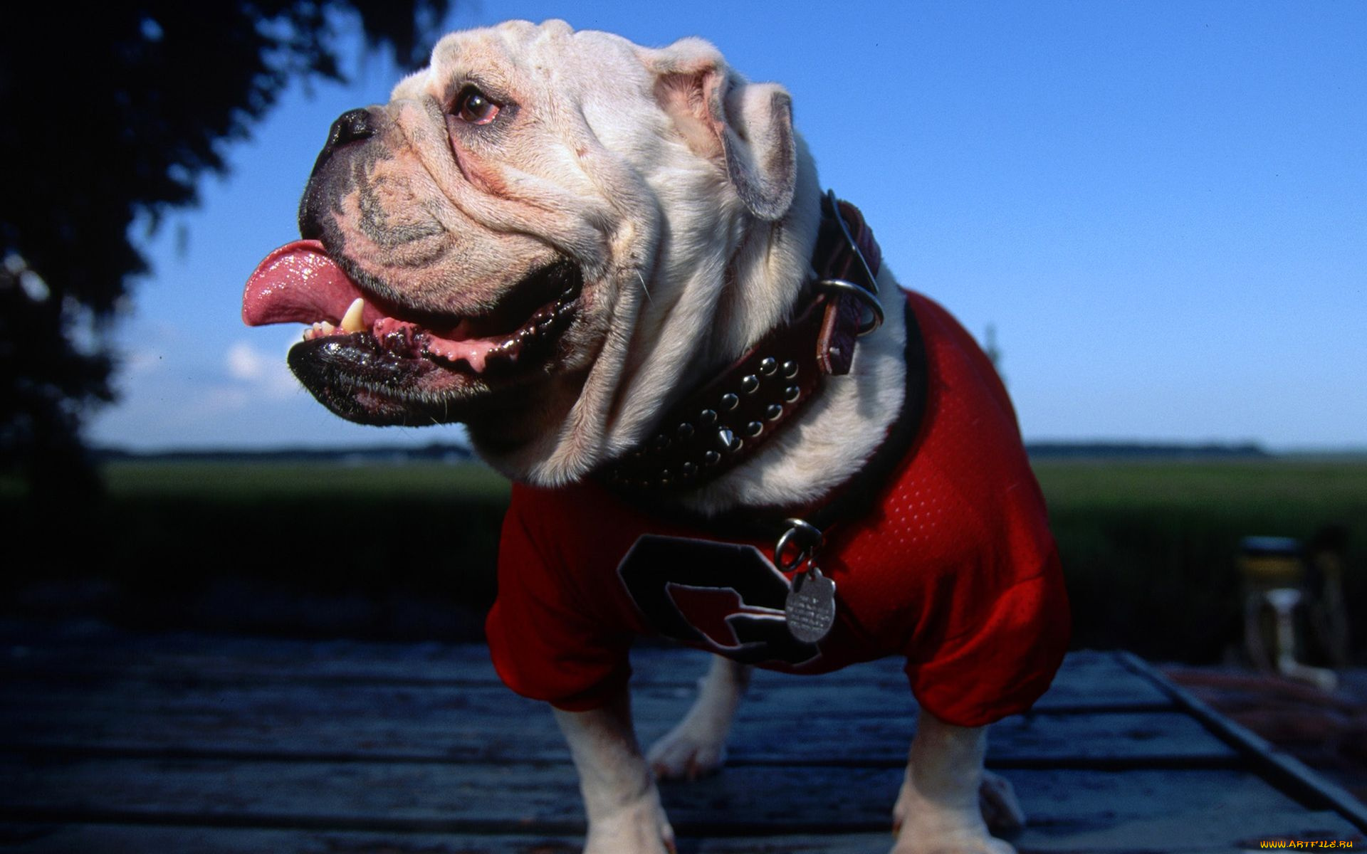 животные, собаки