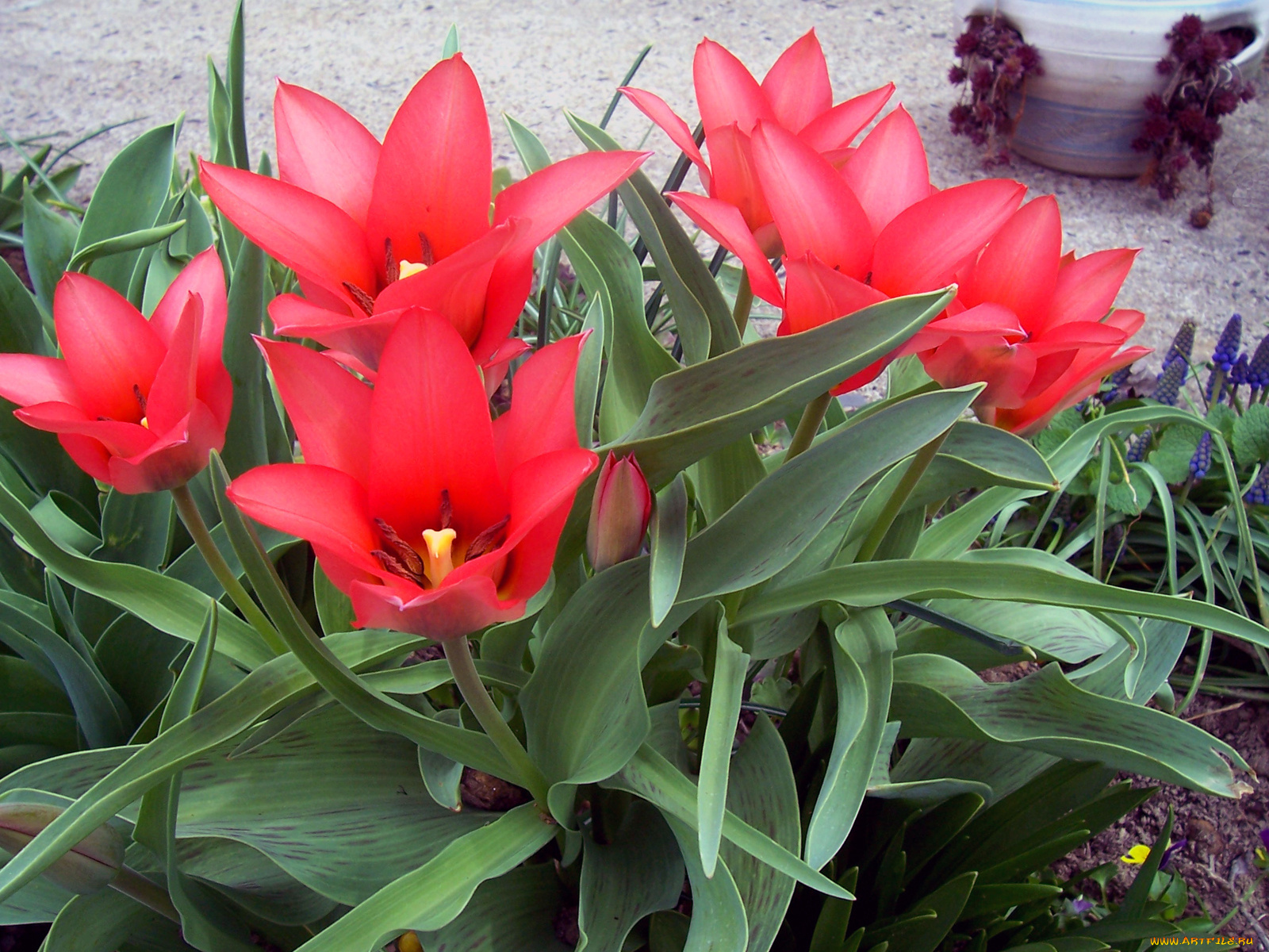 цветы, тюльпаны, листья