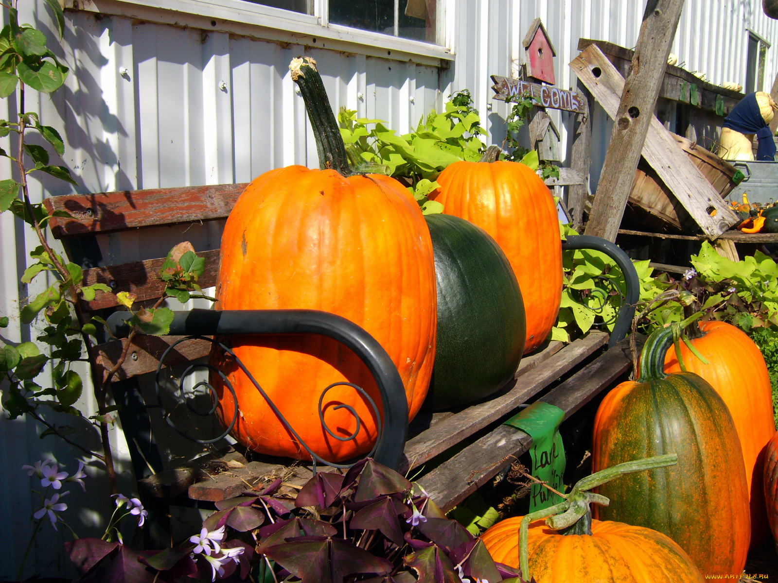 еда, тыква, желтые