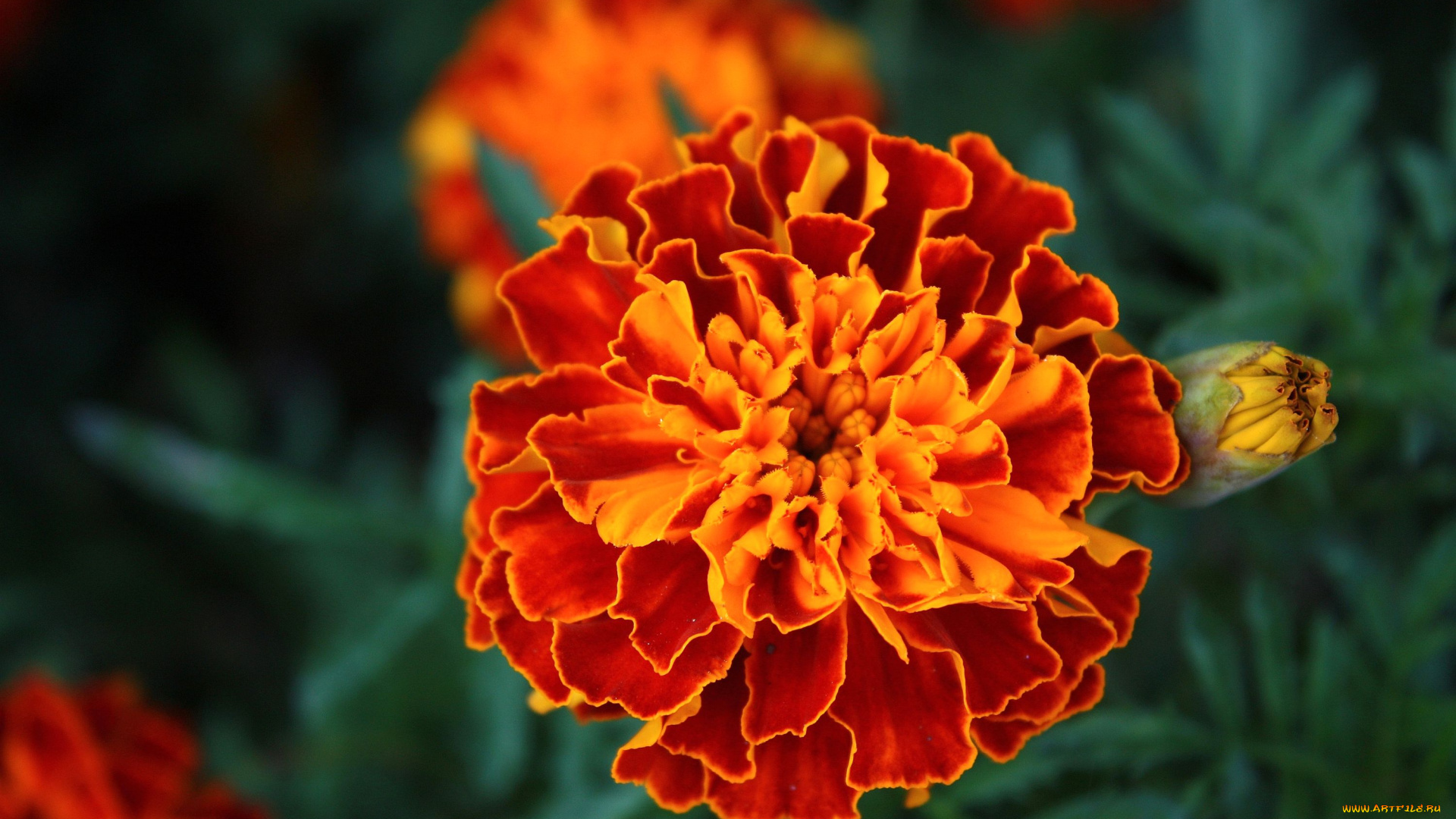 цветы, бархатцы, оранжевый, круглый