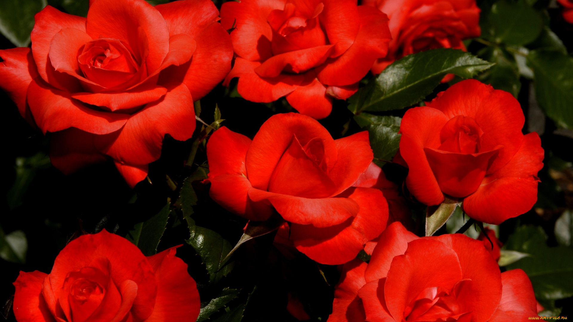 цветы, розы, красный, яркий, лепестки